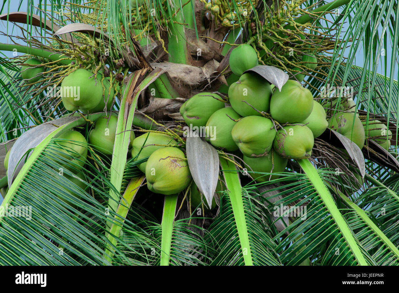 Noce di cocco immaturo su un palmare Palm. Foto Stock