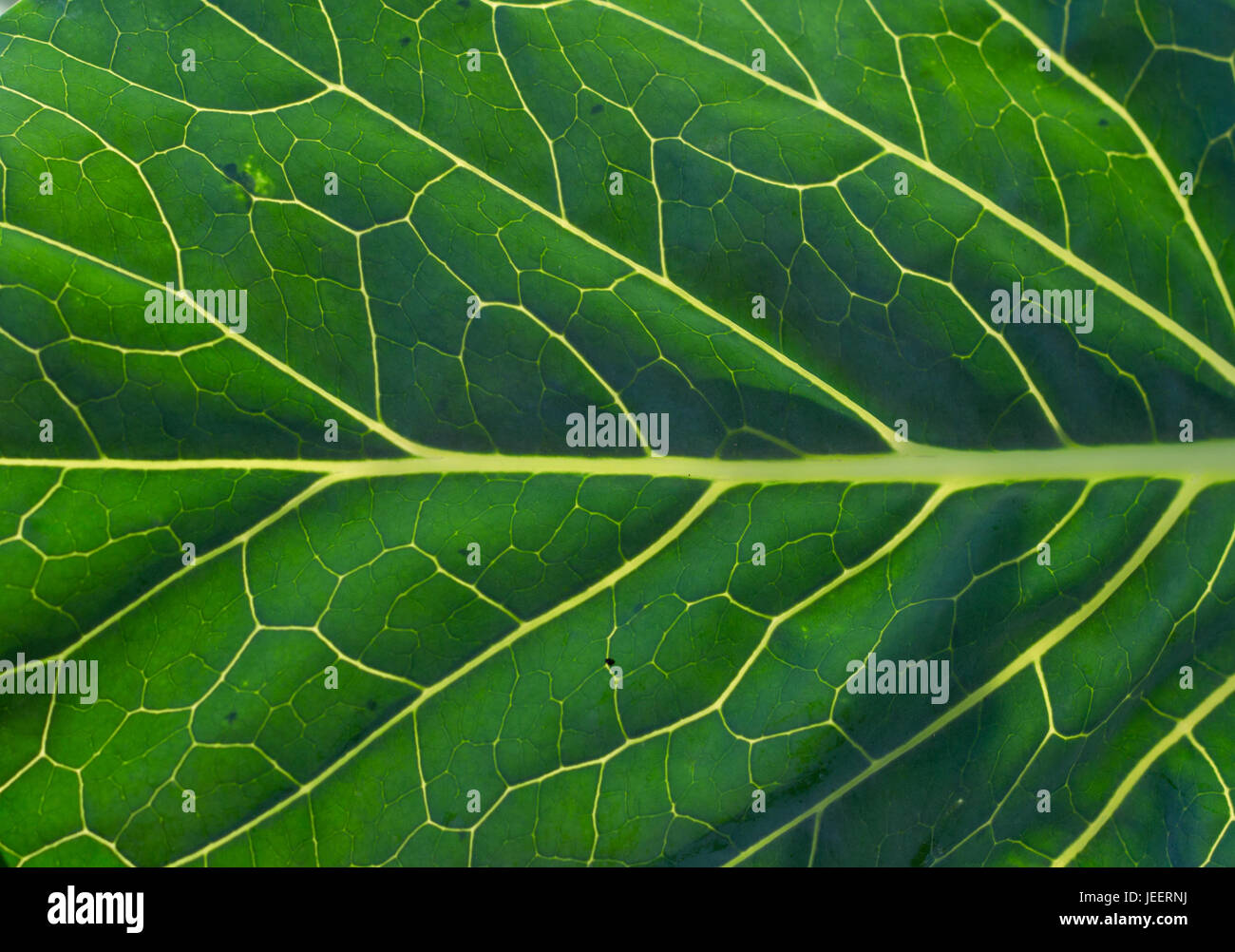 Primo piano di una foglia verde con un sacco di vene Foto Stock