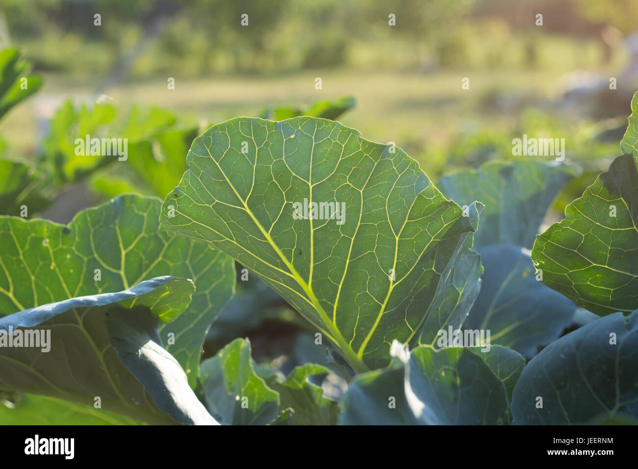 Il cavolo rapa foglie che crescono in giardino closeup Foto Stock