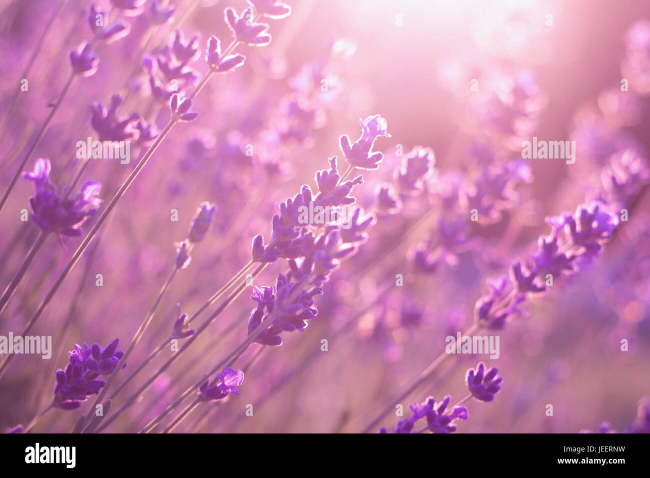 Viola Lavanda fiori campo nel tramonto Foto Stock
