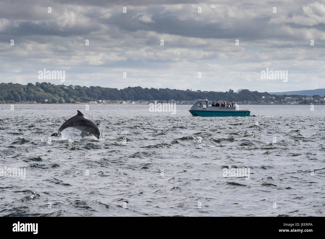 Due comuni delfini a naso di bottiglia, la perforazione nella parte anteriore del turista per osservare i delfini, barca Chanonry Point, Black Isle, Moray Firth, Scotland, Regno Unito Foto Stock