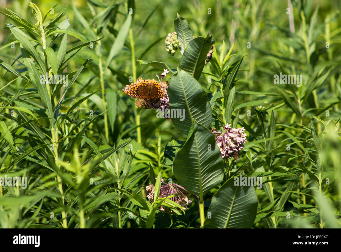 Immagini da highbanks metro park, Columbus, OH Foto Stock