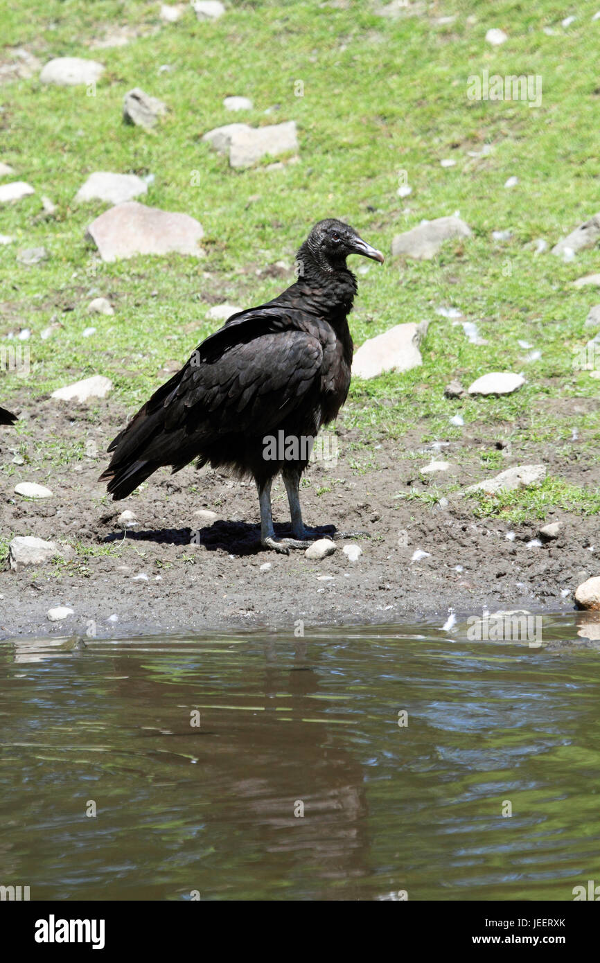 Avvoltoio nero, Coragyps atratus Foto Stock