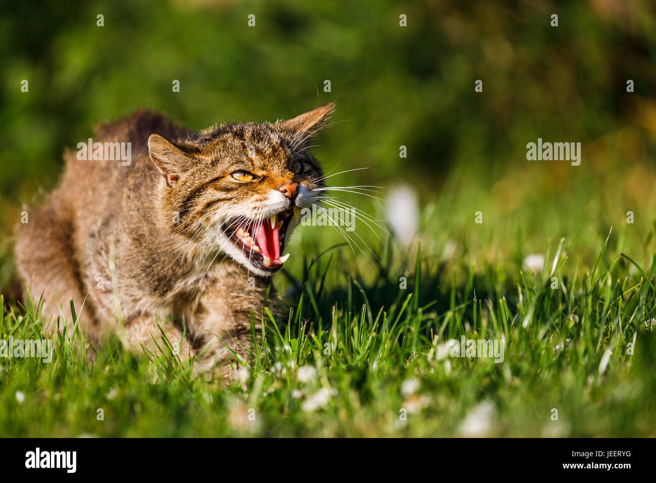 Nativo di British wildlife: Scottish gatto selvatico (Felis silvestris) snarls mostrando i suoi denti affilati, British Centro faunistico, Newchapel, Lingfield, Surrey, Regno Unito Foto Stock