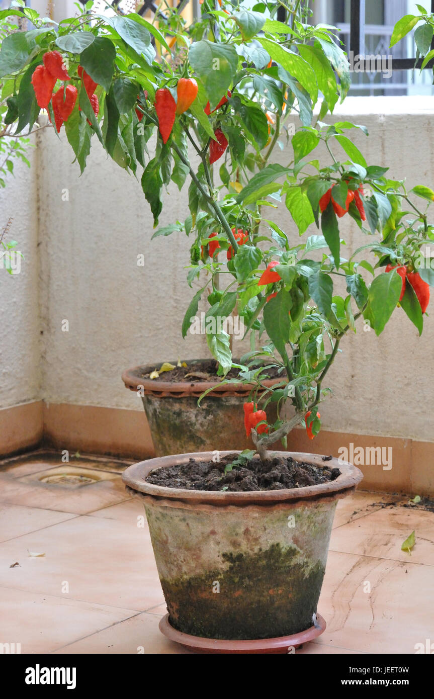 Ghost Chili pieno di piante di peperoncini fantasma Foto stock - Alamy