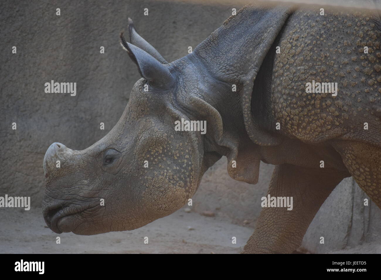 Un rhino passeggiando in cattività allo Zoo di San Diego. Ho fatto questa foto mentre sei in viaggio con la mia famiglia. Foto Stock