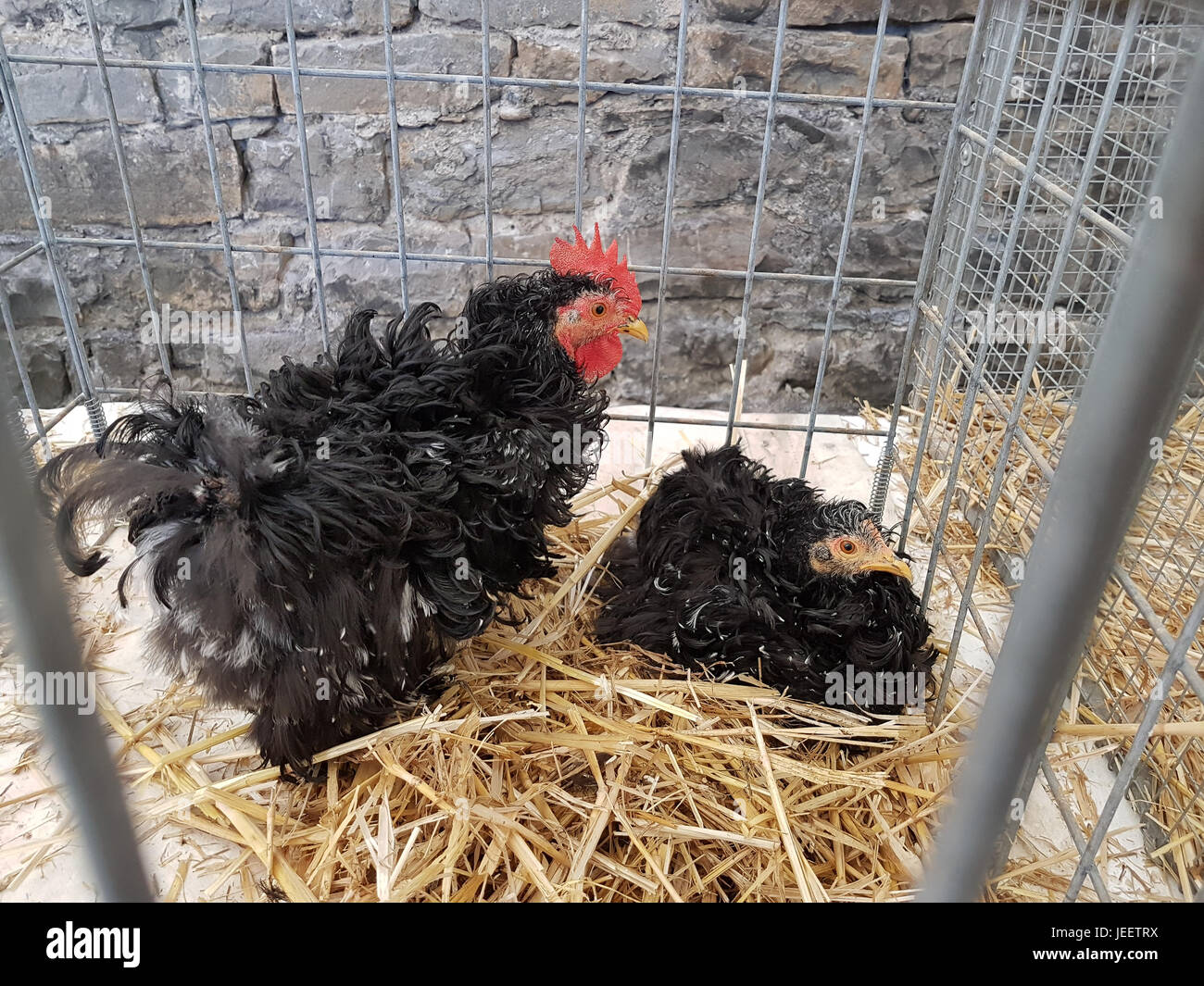 Galline da uova Foto Stock