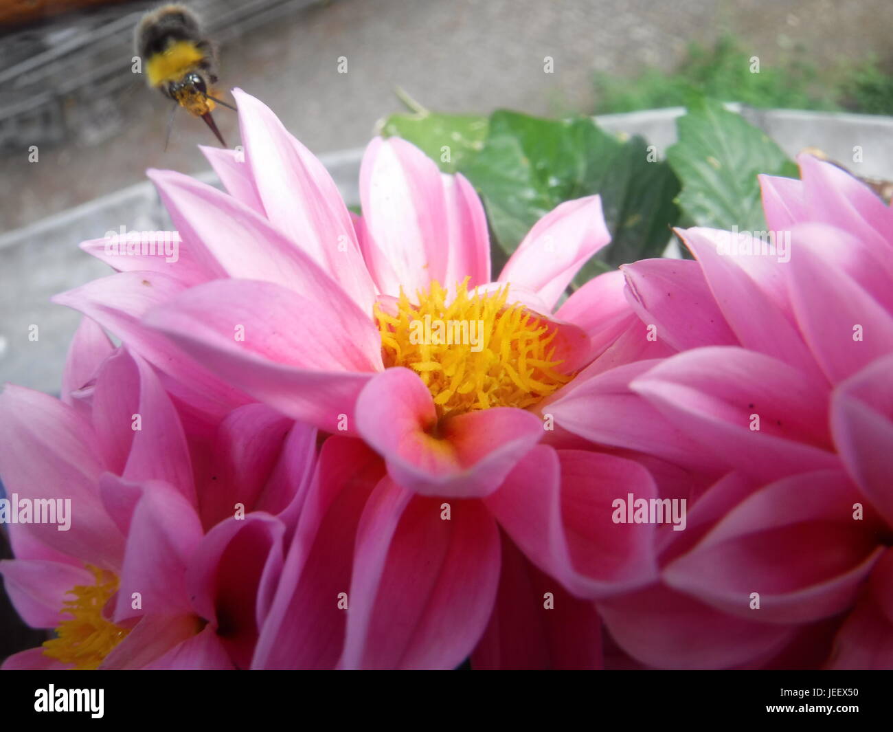 Dahlia rosa con battenti Bumblebee Foto Stock