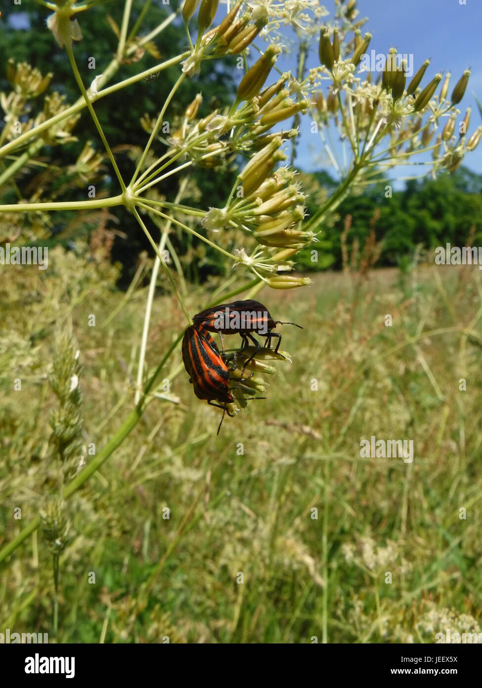 Rosso e Nero gli insetti di accoppiamento - graphosoma lineatum Foto Stock