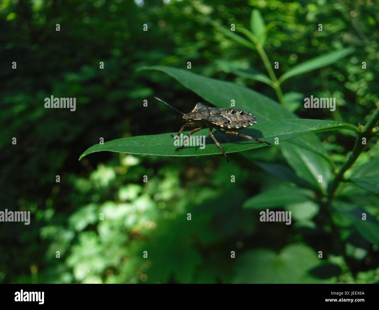 Leaf bug con cornuto indietro Foto Stock