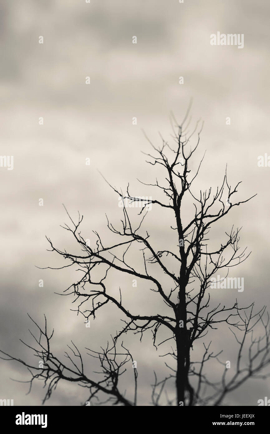 Albero morto silhouette con scuri e cielo minaccioso. Drammatica e misteriosa natura scena. Foto Stock