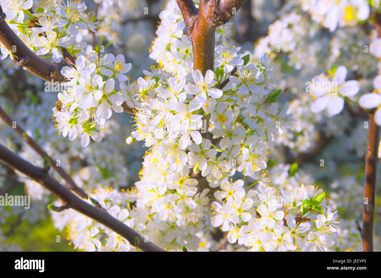Close-up shot di prugna fiori su un albero di fioritura Foto Stock