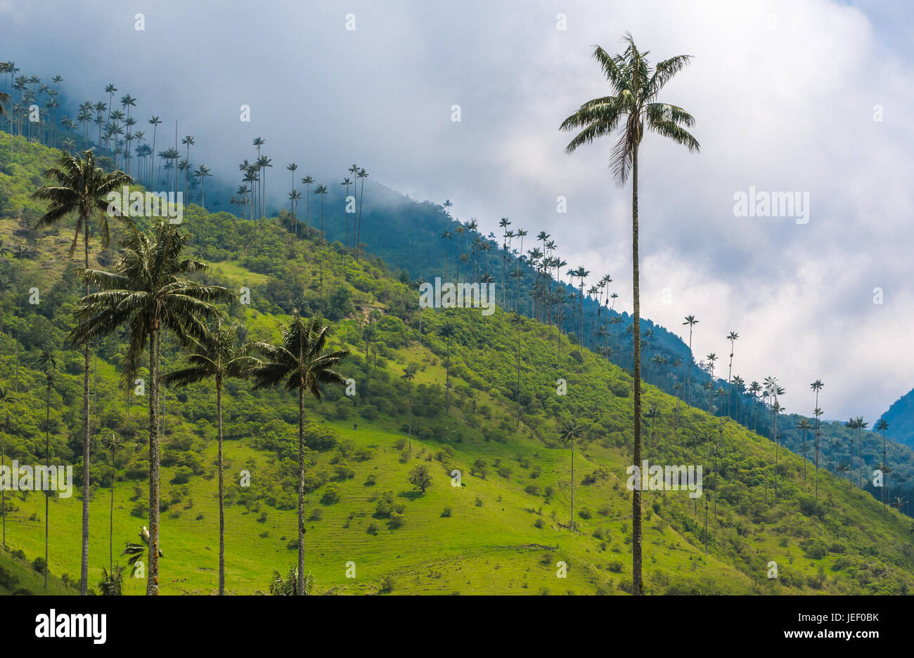 Cera palme di Cocora Valley, Colombia Foto Stock