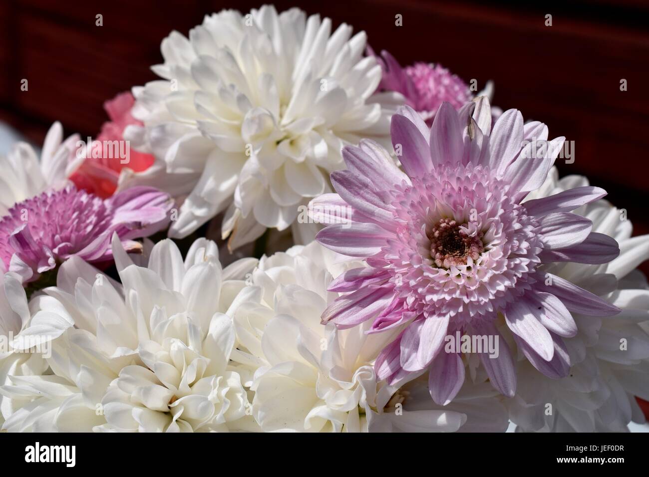 Un fresco bouquet di crisantemi Foto Stock
