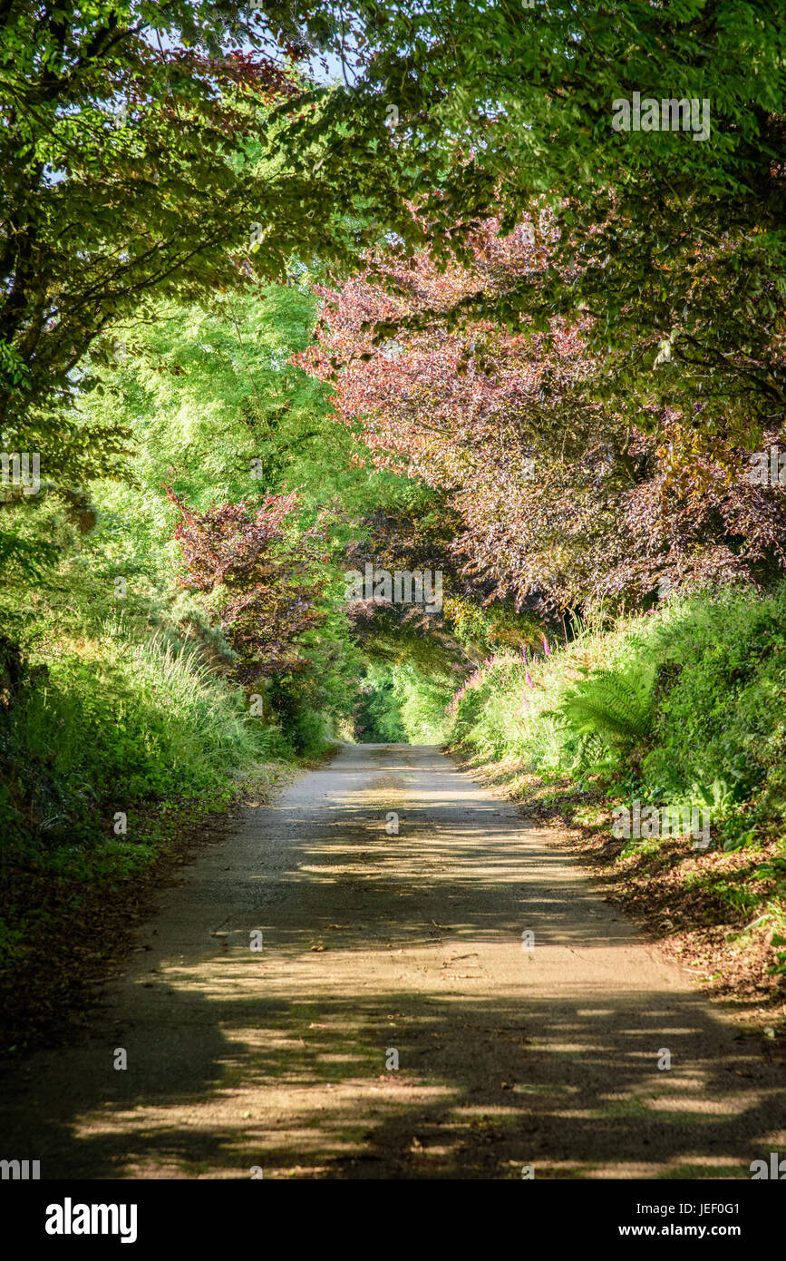 Una giornata di sole su un vicolo del paese con alberi colorati Foto Stock