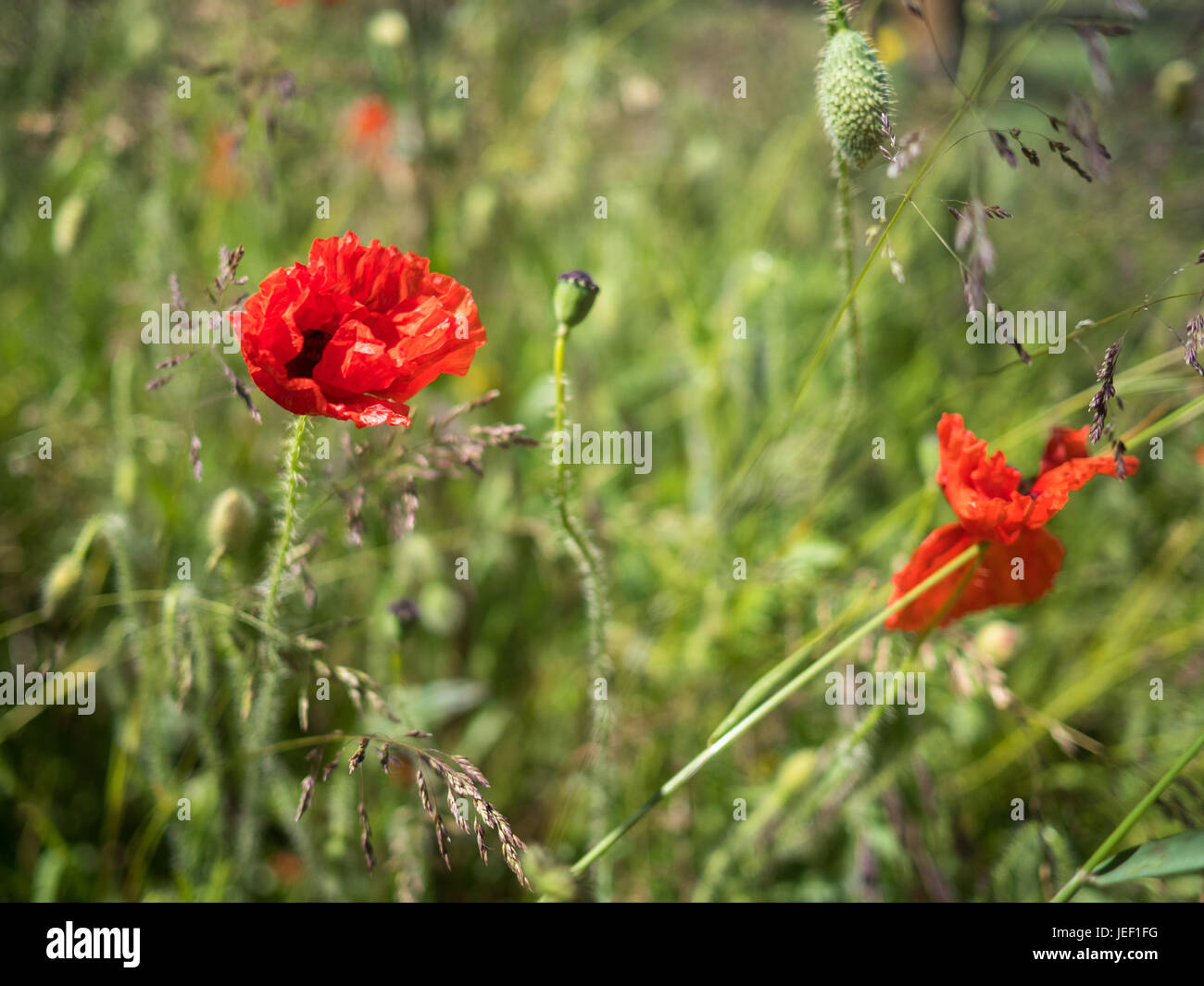 Papaveri giovani tra gli altri fiori selvatici ed erbe. Foto Stock