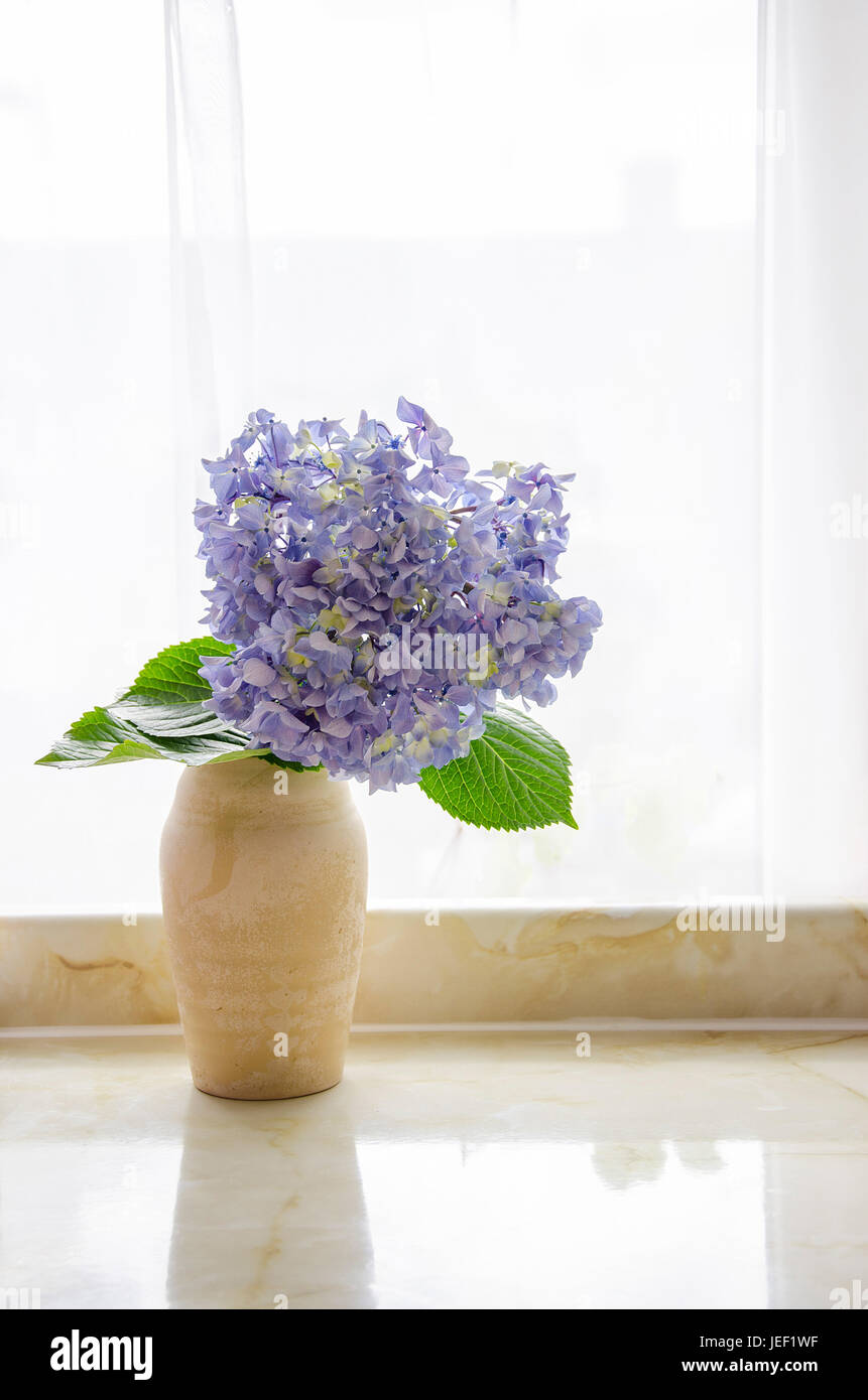 Enorme ortensie blu in un vaso contro una retroilluminazione della finestra Foto Stock