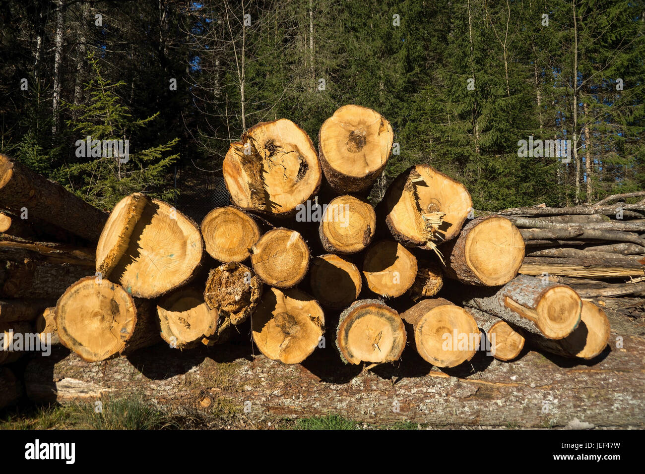 Tronchi di legno, legno camino, legname, Holzstaemme, Kaminholz, Bauholz Foto Stock