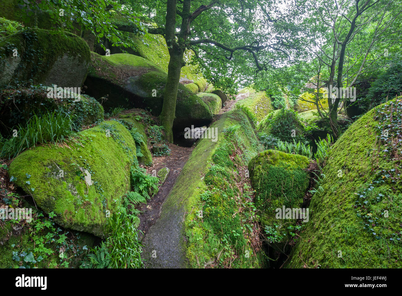 Foresta di Huelgoat, Arrée montagne, Armorique Parco Regionale Forêt de Huelgoat, Parc naturel régional d'Armorique Foto Stock