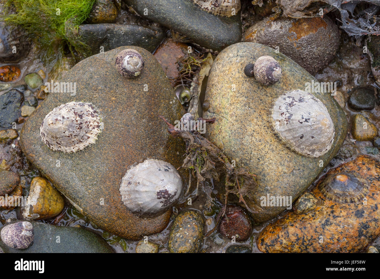 Limpet comune, Politica europea comune in materia di limpet (Patella vulgata) su roccia, (Patellidae), Brittany, Francia Foto Stock