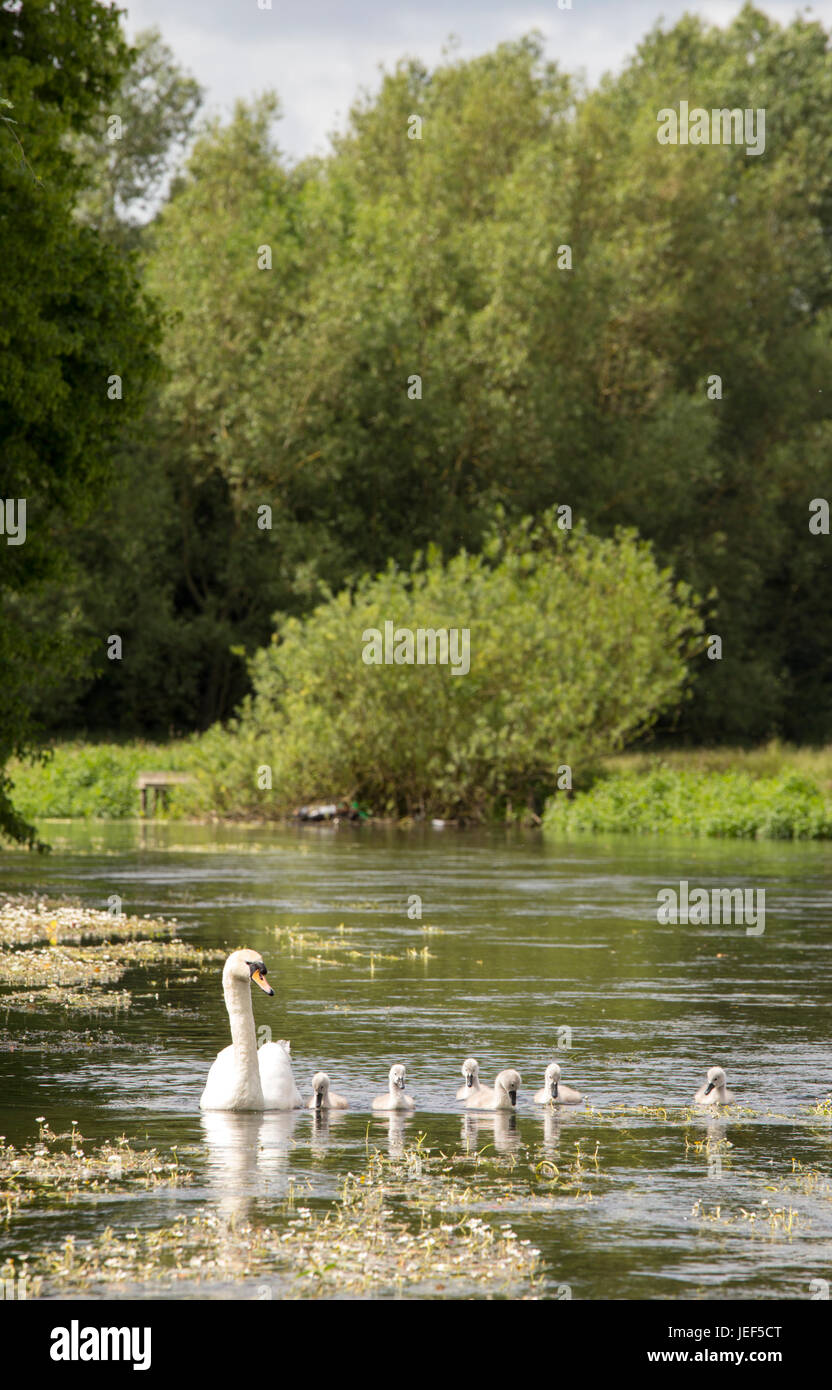 Cigno con Cygnets in un fiume inglese, England, Regno Unito Foto Stock