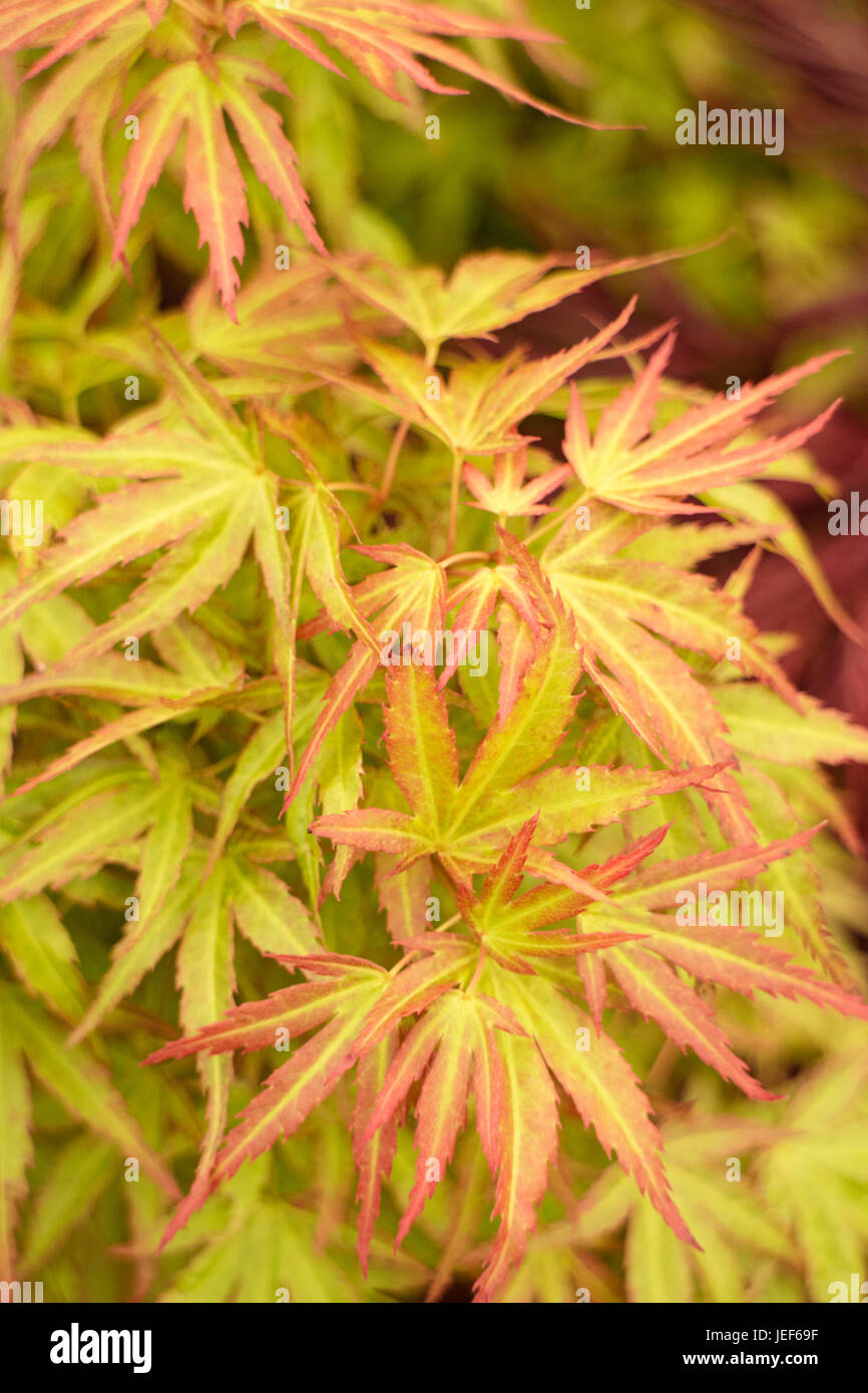 Acer Palmatum 'Wilsons nana rosa" Foto Stock
