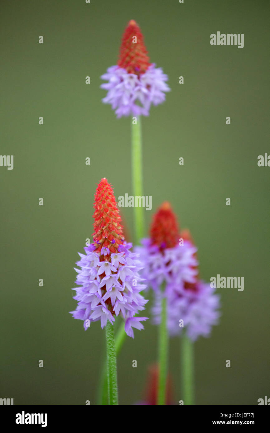 Primula 'Vialli'' Foto Stock