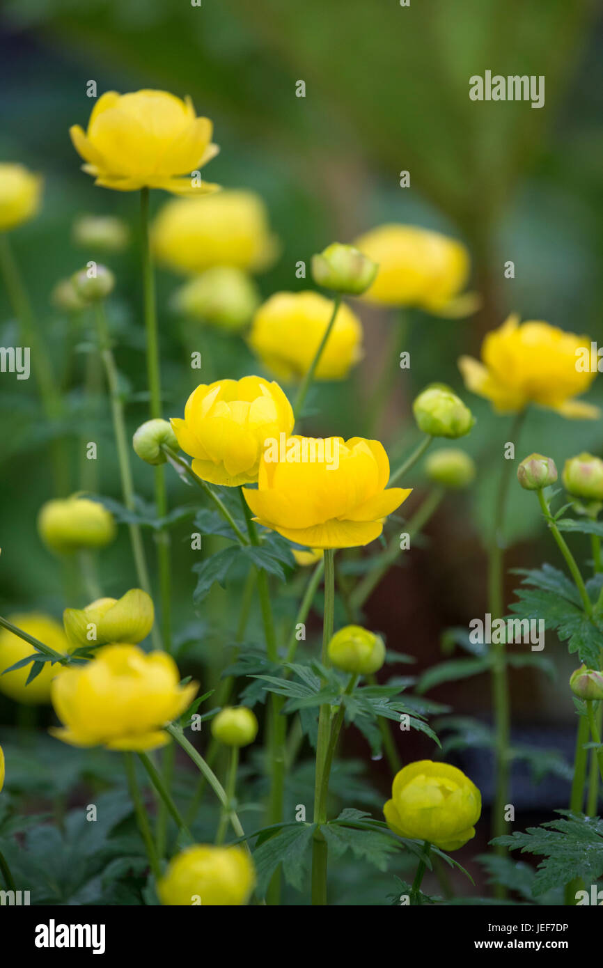 Trollius Europaeus, 'Globo di fiore Foto Stock