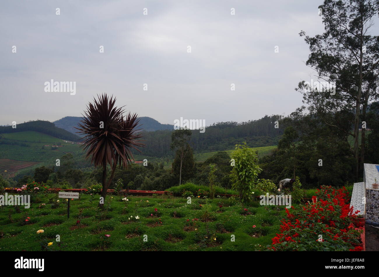 Foresta, animali e della fauna e flora selvatiche Foto Stock