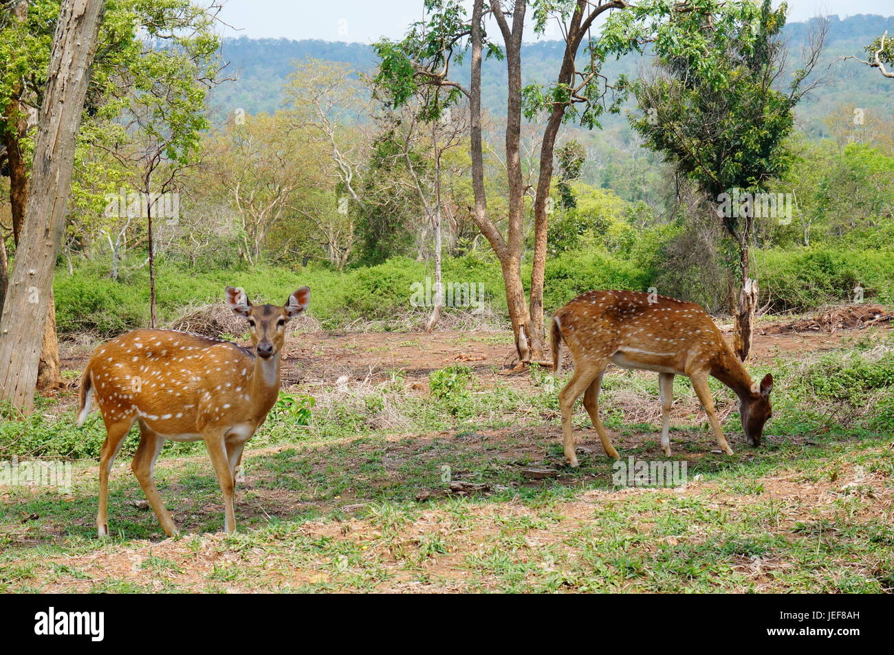 Foresta, animali e della fauna e flora selvatiche Foto Stock