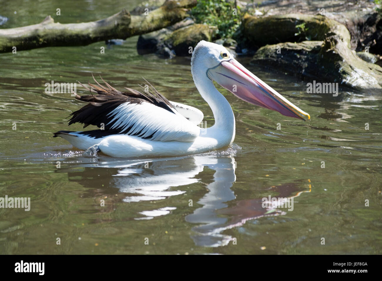 Pelican, in latino chiamato Pelecanidae., Pelikan, lateinisch genannt Pelecanidae. Foto Stock