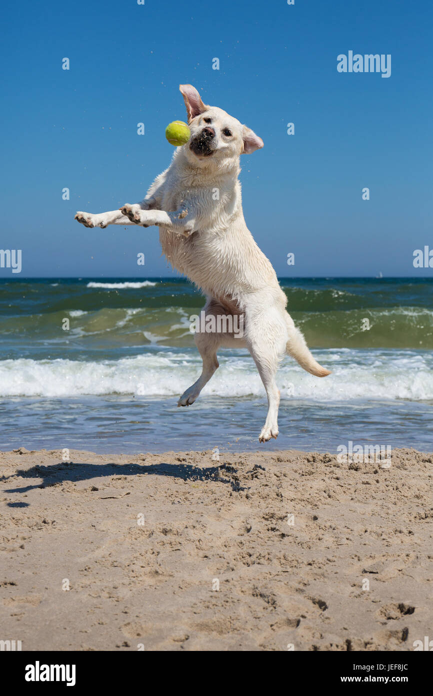 Cane giocando sulla spiaggia Foto Stock