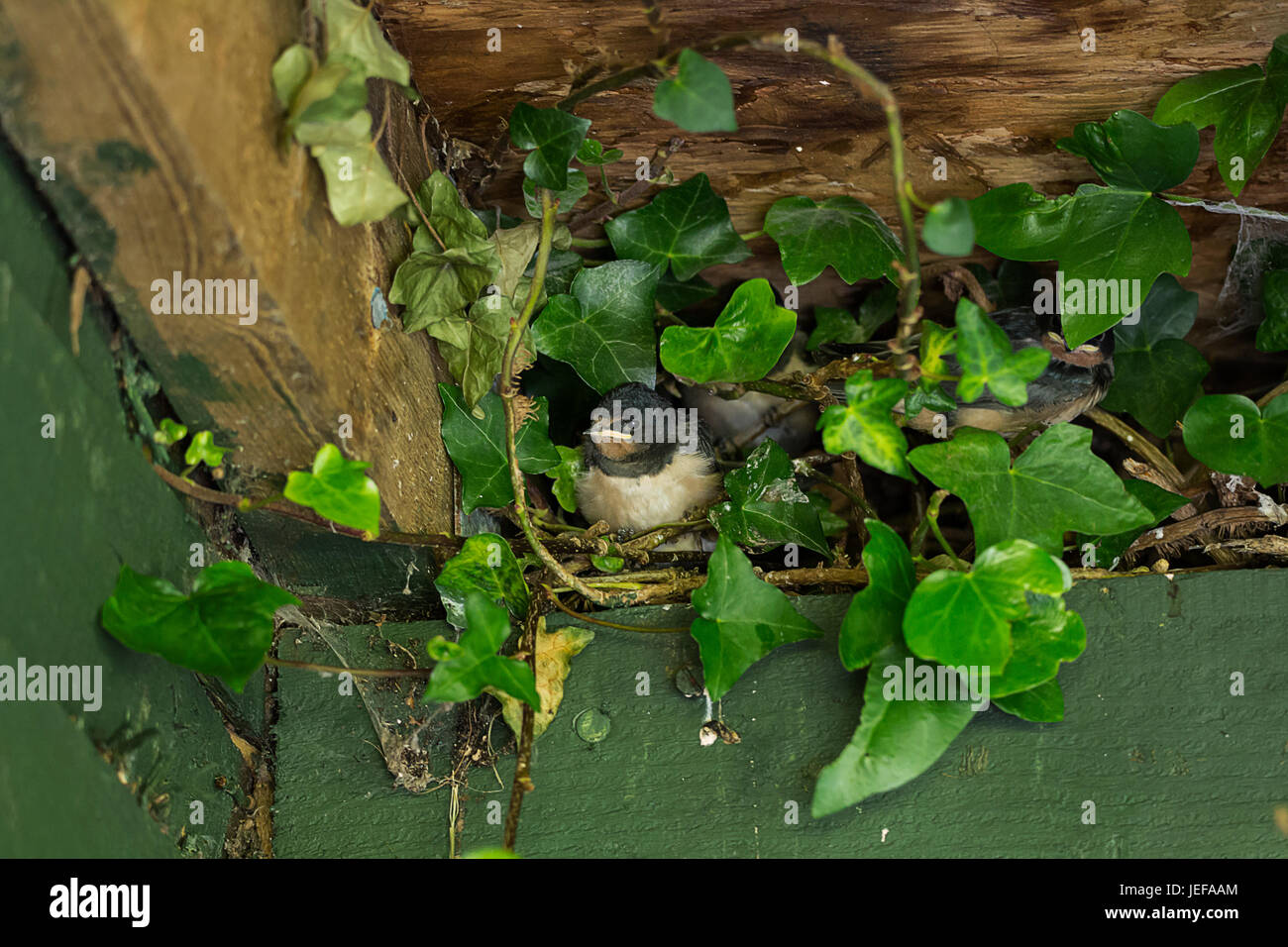 Swallow pulcini in un nido in un tetto nascondi tra ivey tre pulcini di quello che mostra e due parzialmente hiden. In attesa di due adulti per il ritorno e la loro alimentazione Foto Stock