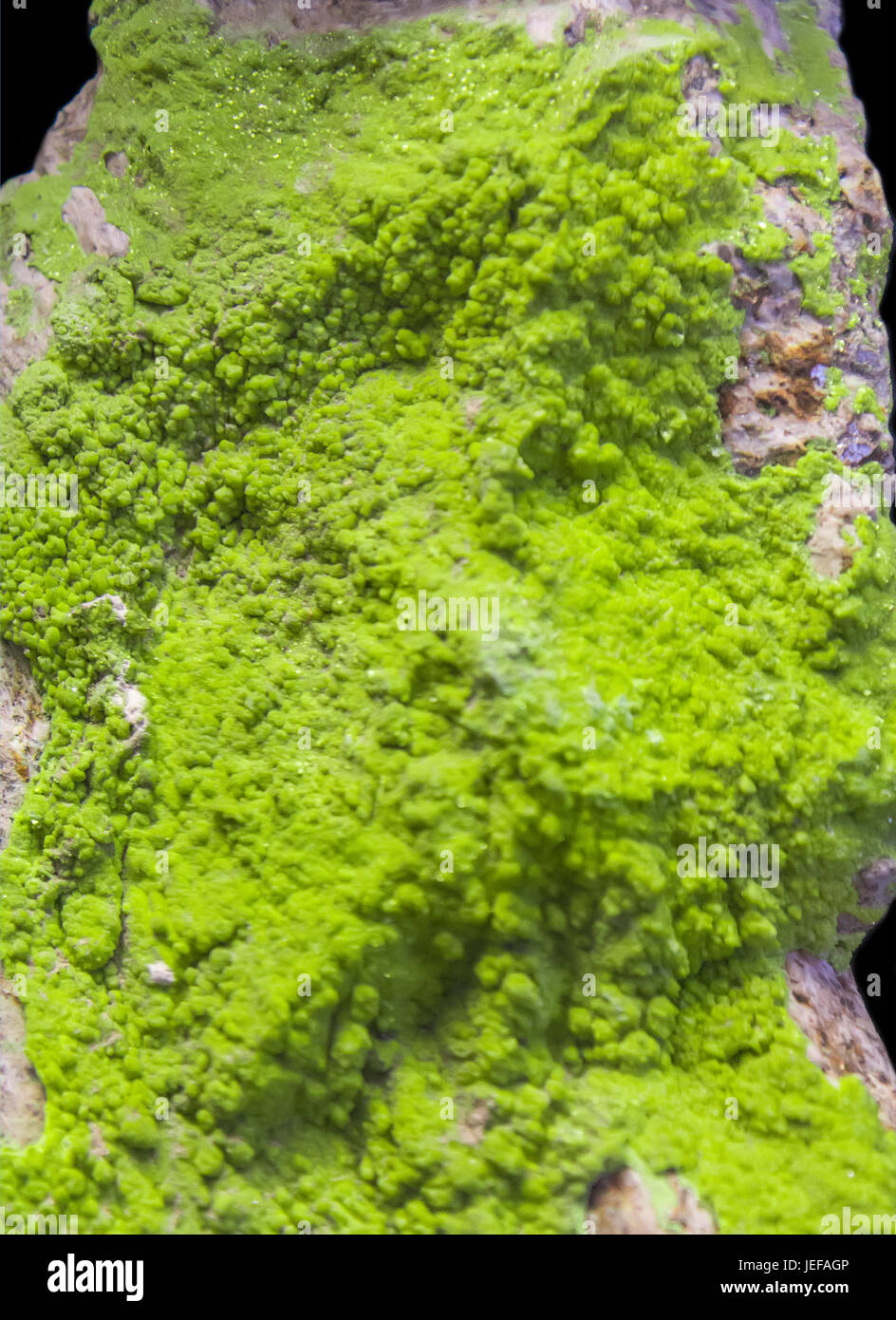 Minerale di autunite dalla Francia Foto Stock