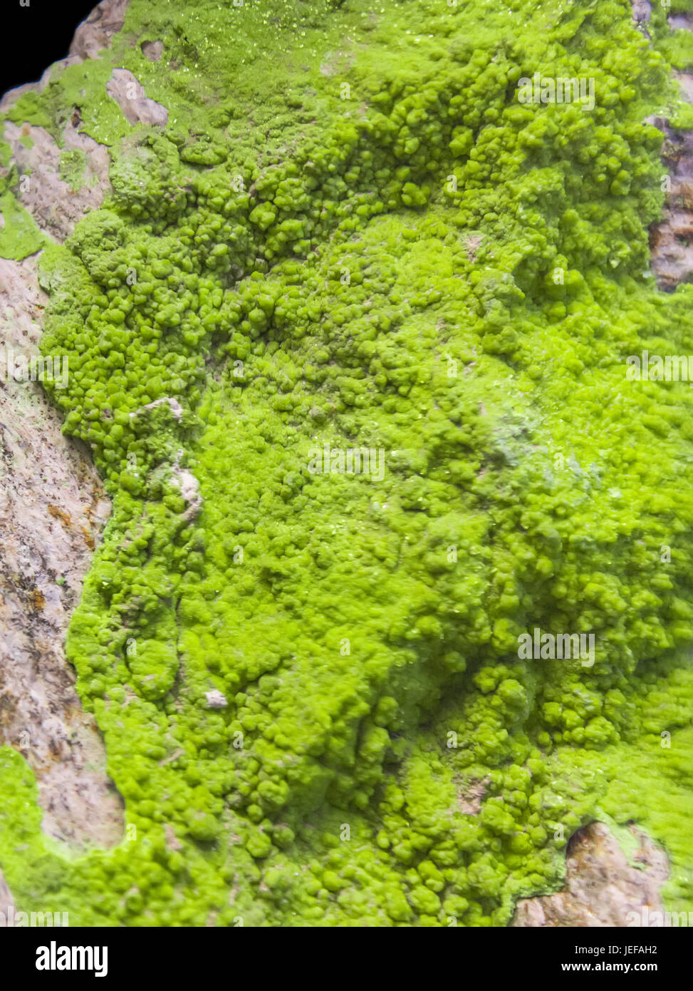 Minerale di autunite dalla Francia Foto Stock