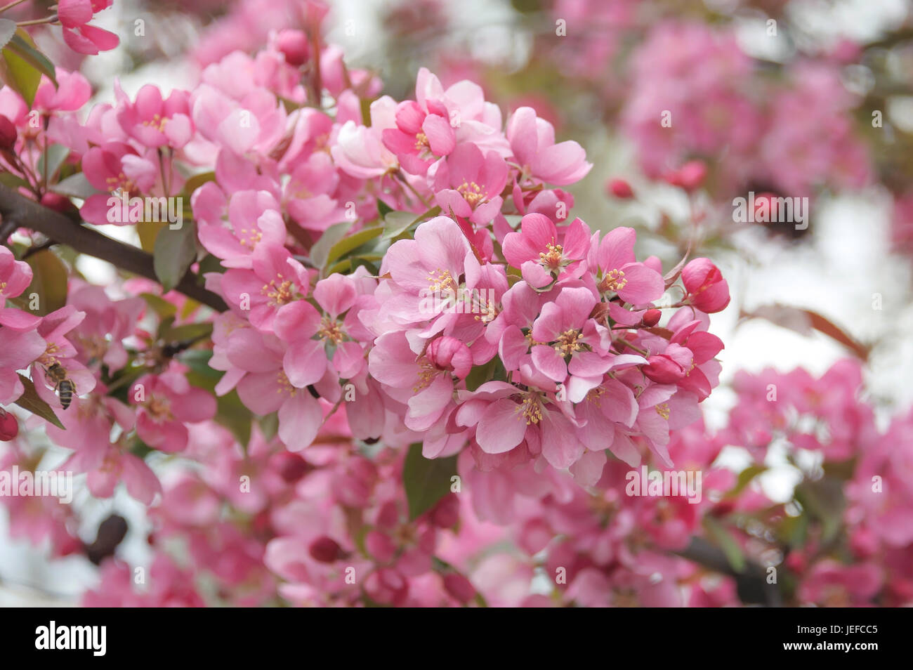 Apple ornamentali, Malus procoalescence , Zier-Apfel (Malus "Profusione') Foto Stock