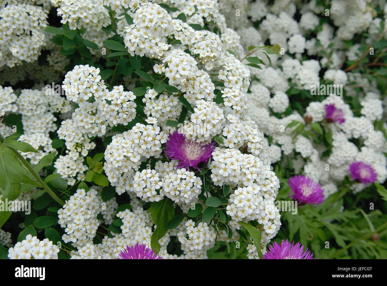 Spiraea vanhouttei Foto Stock