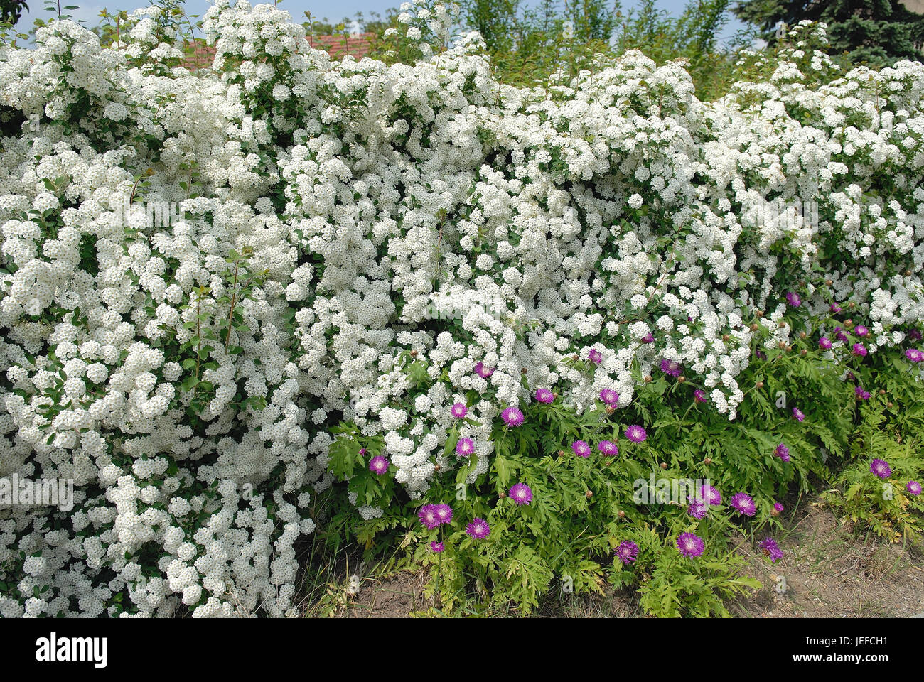 Spiraea vanhouttei Foto Stock