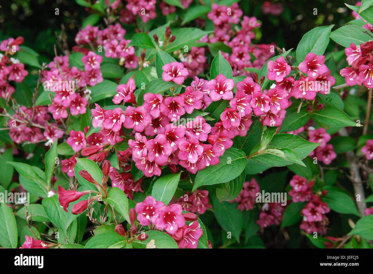 Weigela Bristol Ruby, Weigela 'Bristol Ruby' Foto Stock