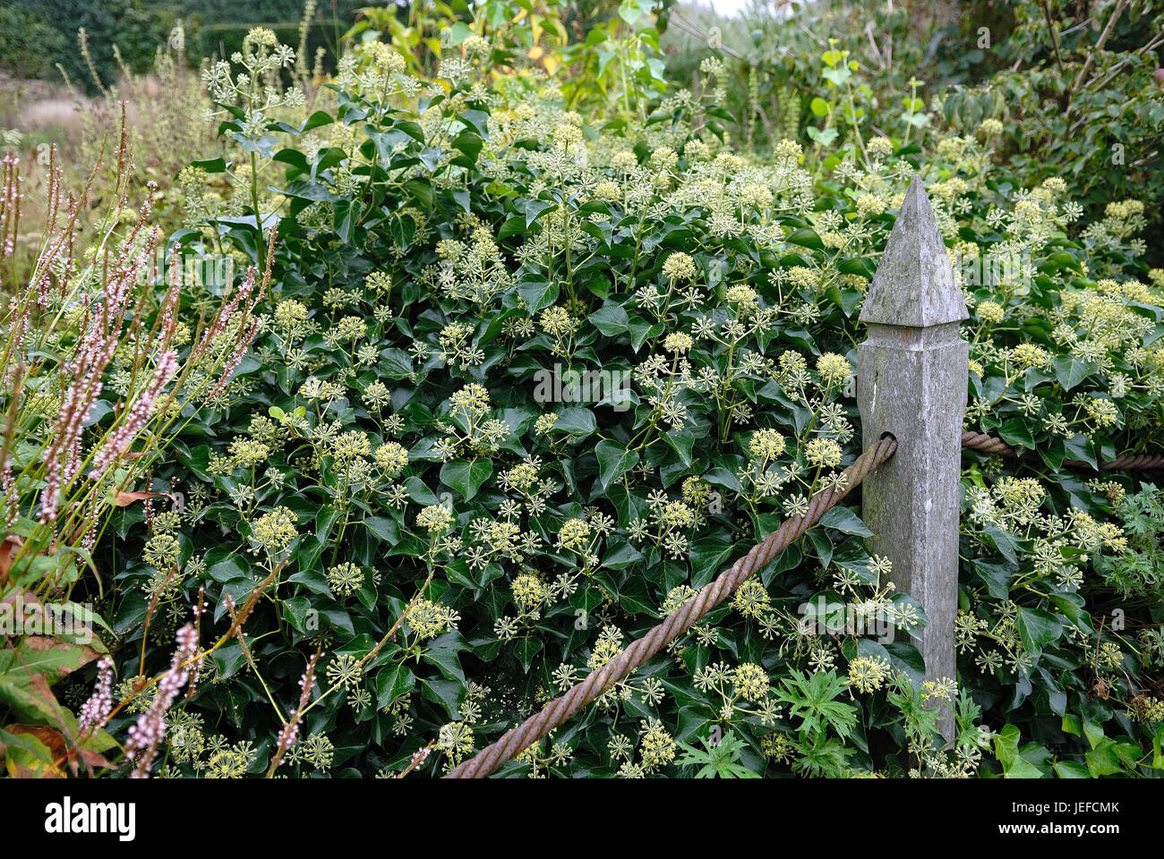 Hedera helix Arborescens, Hedera helix 'Arborescens' Foto Stock