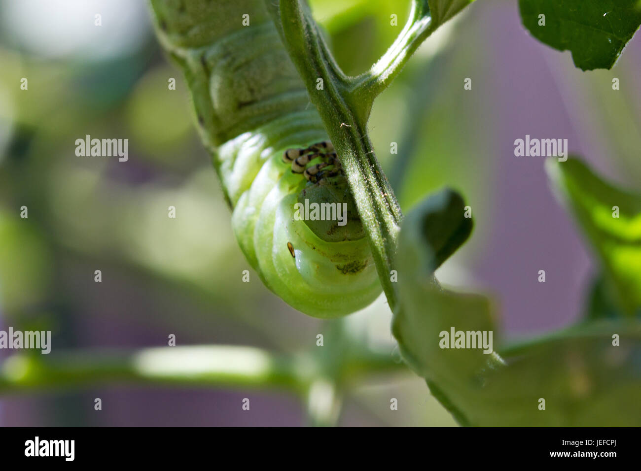 Tomato Hornworm sulla pianta di pomodoro Foto Stock