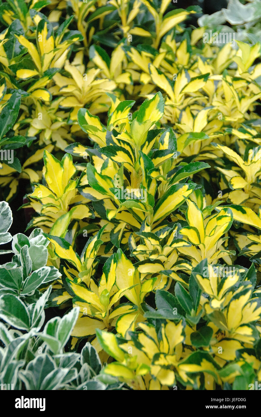 Mandrino giapponese arbusto, Euonymus japonicus EXTASE , Japanischer Spindelstrauch (Euonymus japonicus EXTASE) Foto Stock