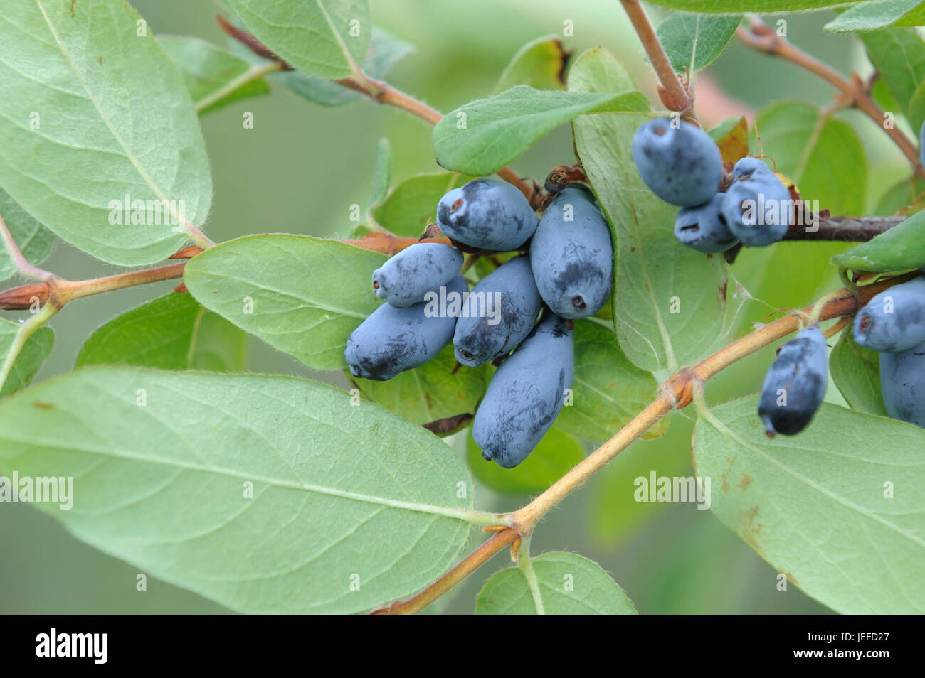 Miele di Blue Berry, Lonicera caerulea Berry blu , Blaue Honigbeere (Lonicera caerulea " Berry Blue') Foto Stock