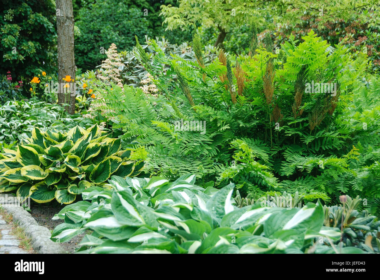 Il giardino botanico di montagna cristiana, del re, felce Osmunda regalis, Funkie, Hosta, Hosta modo, Botanischer Garten Christiansberg, Kˆnigsfarn (Osmunda r Foto Stock