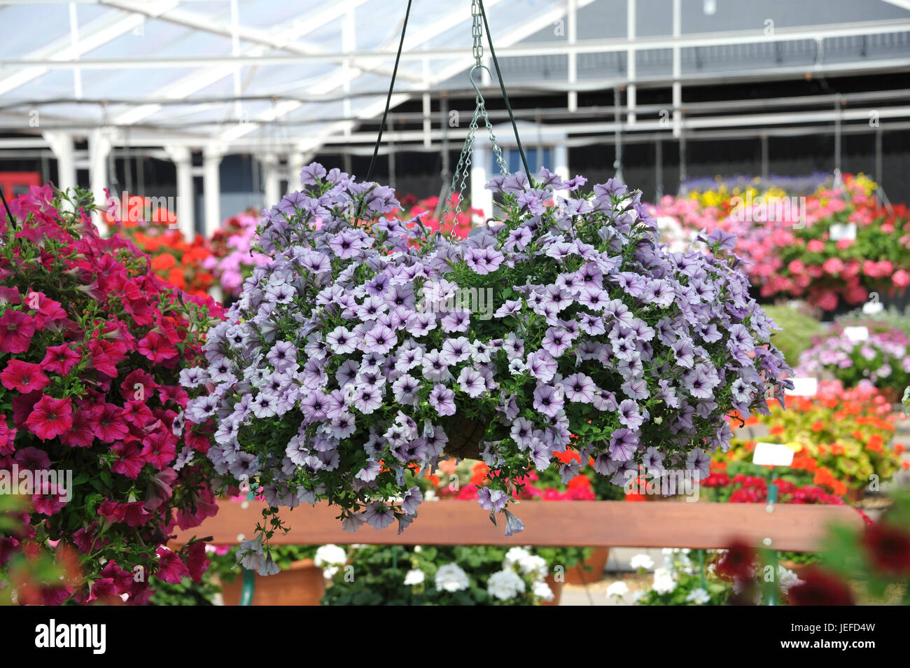 Petunia, Petunia blu HAPPYTOONIA vena , Petunie (Petunia HAPPYTOONIA vena blu) Foto Stock