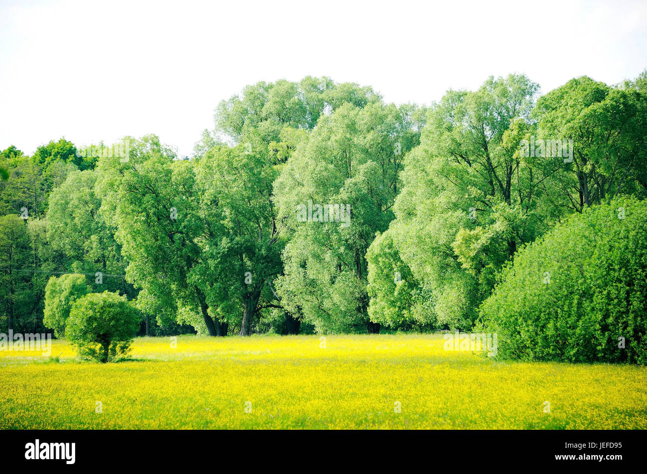 Scenario di prato, argento pascolo, Salix alba, Salweide, Salix caprea , Auenlandschaft, Silber-Weide (Salix alba), Salweide (Salix caprea) Foto Stock