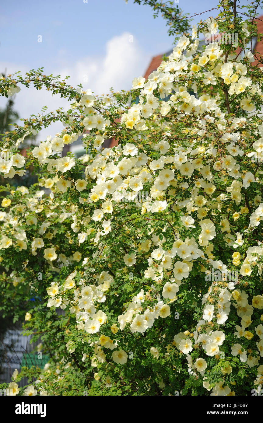 Il cinese golden rosa, rosa hugonis , Chinesische Goldrose (Rosa hugonis) Foto Stock