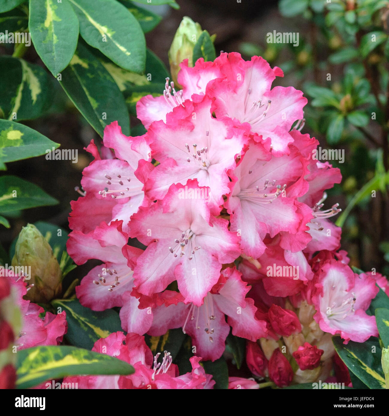 Rosa alpina, rododendro il presidente Roosevelt , Alpenrose (Rhododendron 'il presidente Roosevelt') Foto Stock