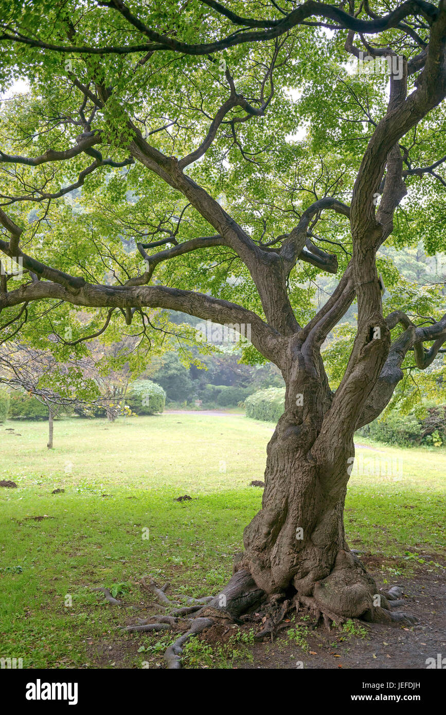 Professional acero Acer palmatum , Fächer-Ahorn (Acer palmatum) Foto Stock