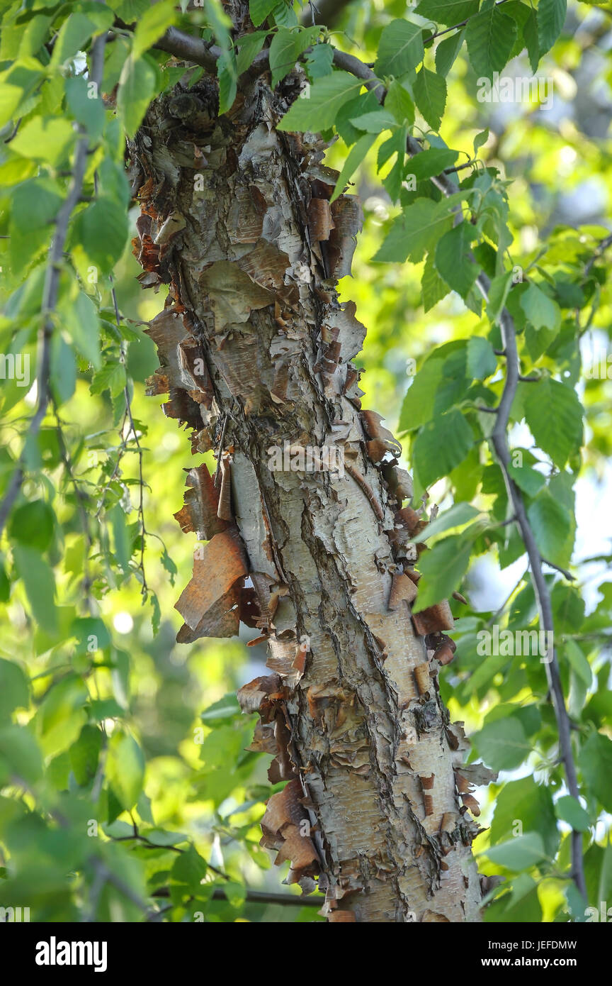 Nero, betulla Betula nigra , Schwarz-Birke (Betula nigra) Foto Stock